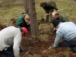 Jesienne poszukiwania szkodników sosny w ściole
