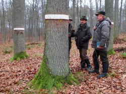 Prognostyczne drzewa lepowe