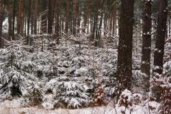 Przebudowa&#x20;d-stanu&#x20;sosnowego&#x20;na&#x20;gruncie&#x20;porolnym